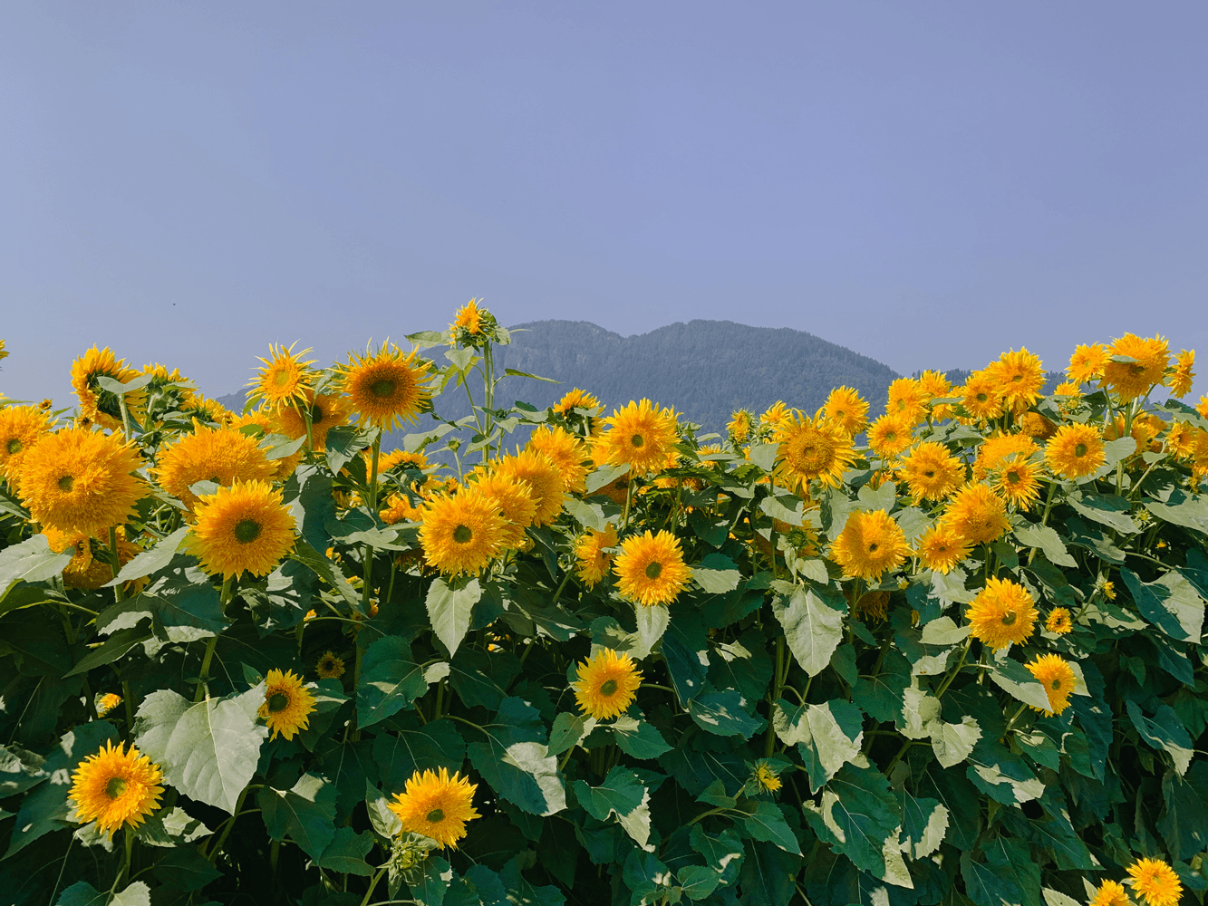 sunflower landscape